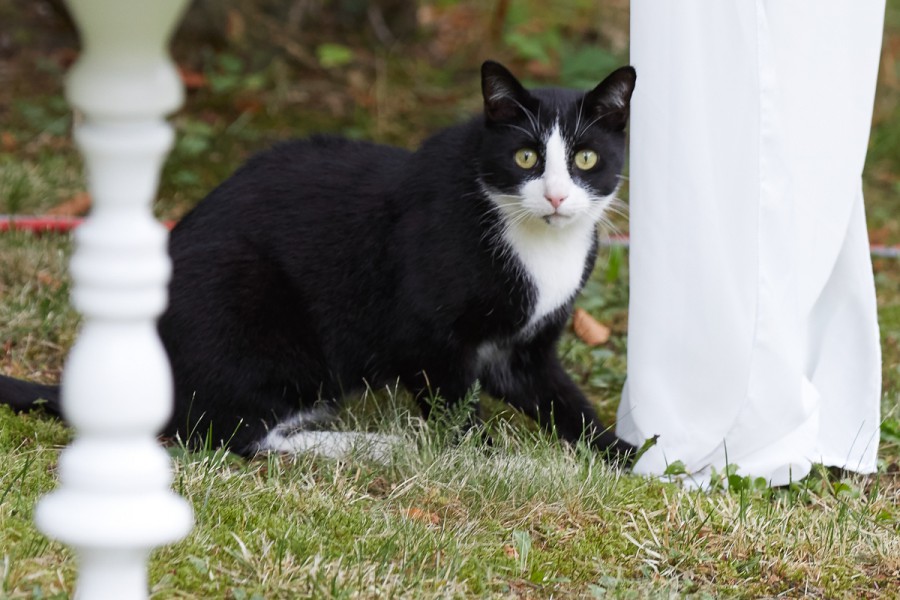 527872211 in Hochzeit in der Villa Wilisch